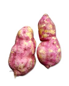 Kamote Puti (Sweet Potato)
