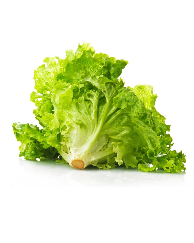 Green Ice Lettuce
