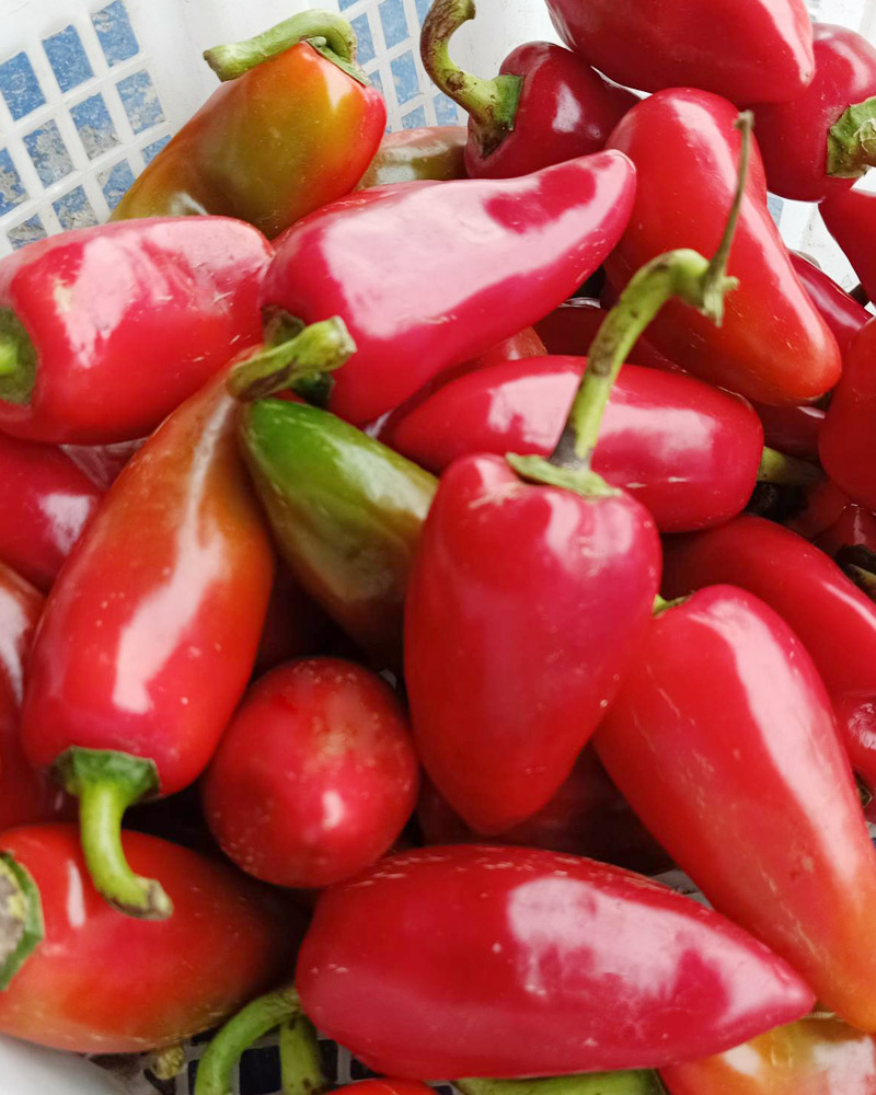 Red Bell Pepper
